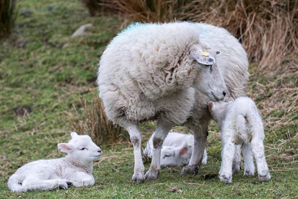 Devlin Farm Life Βίλα Γουέστπορτ Εξωτερικό φωτογραφία